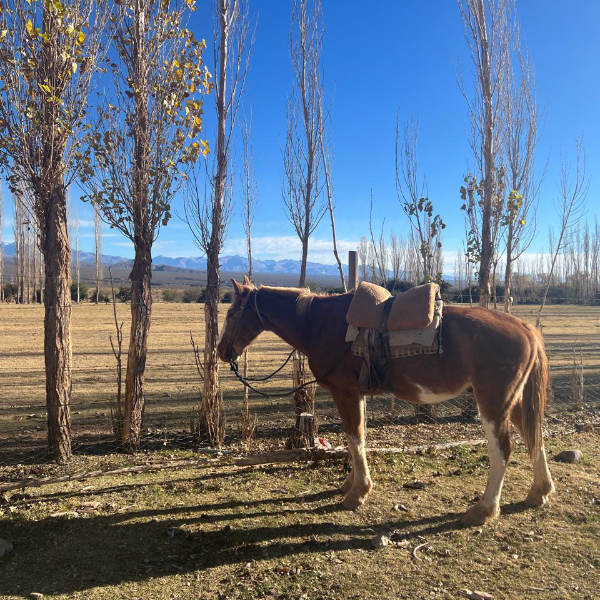 nomadichorsetrek_02