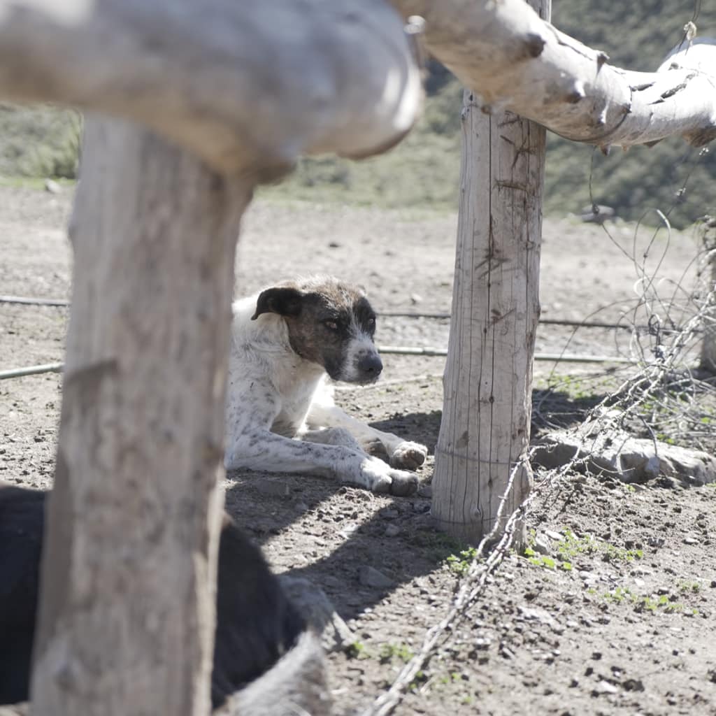 potrerillos_slide0034