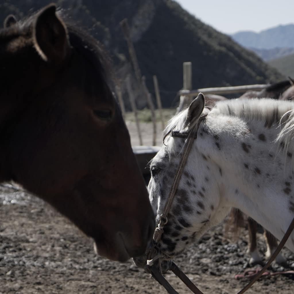 potrerillos_slide0035