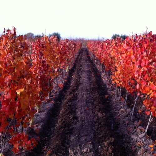 winetour_slide50-500x500