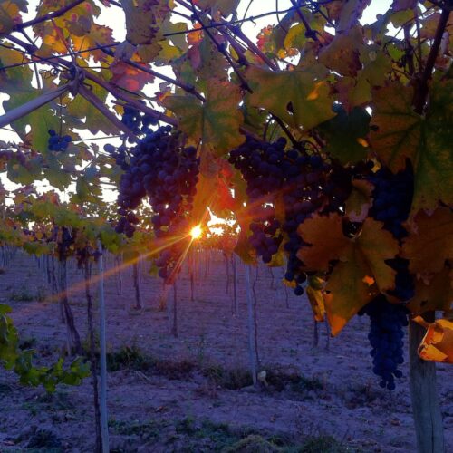 winetour_slide74-500x500
