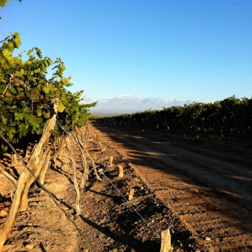 winetour_slide75-500x500