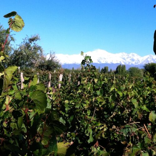 winetour_slide76-500x500